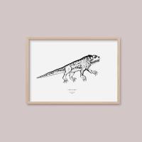 funny aimals lizard